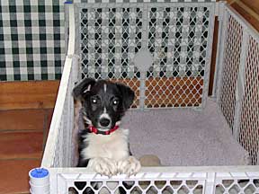 Gelert